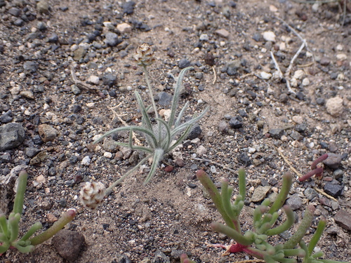 Plantago ovata image