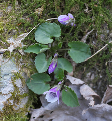 Viola boissieuana