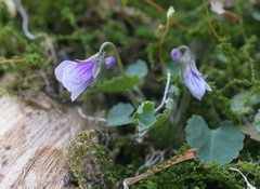 Viola boissieuana