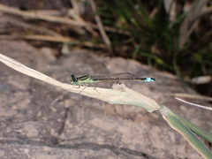 Ischnura saharensis