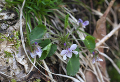Viola boissieuana