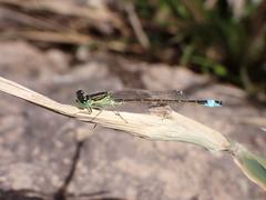 Ischnura saharensis
