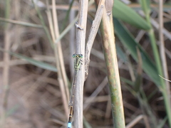 Ischnura saharensis