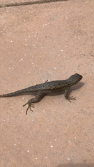 Sceloporus occidentalis
