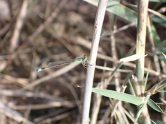 Ischnura saharensis