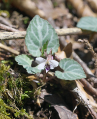 Viola sieboldii