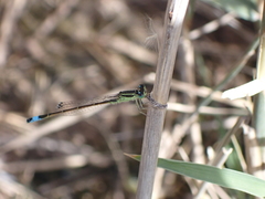 Ischnura saharensis