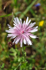 Crepis rubra