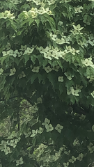 Cornus kousa