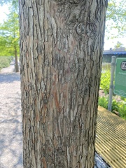 Taxodium distichum