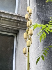 Cardiocrinum giganteum