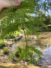 Taxodium distichum