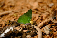 Charaxes eupale eupale