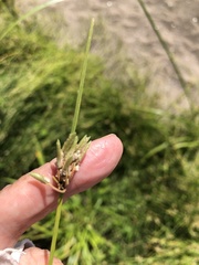 Cyperus laevigatus