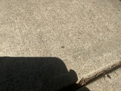 Araneae