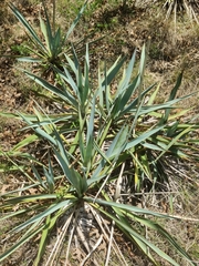 Yucca pallida