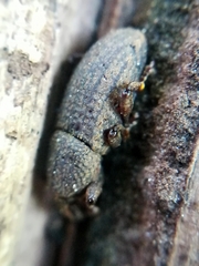 Mitoplinthus caliginosus