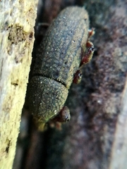Mitoplinthus caliginosus