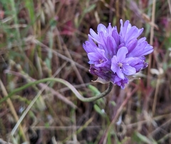 Dichelostemma