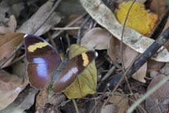 Euphaedra medon medon