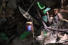 Euphaedra medon medon