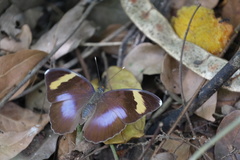 Euphaedra medon medon