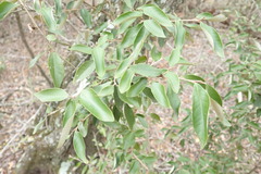 Trichocladus ellipticus