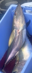 Thunnus