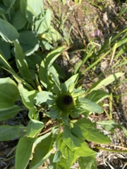 Rudbeckia maxima
