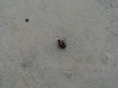 Anthrenus scrophulariae