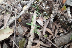 Secamone filiformis