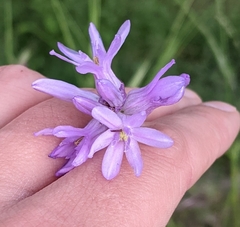 Dichelostemma