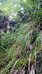 Poa anceps