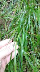 Poa anceps