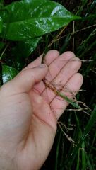Poa anceps