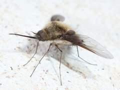 Bombylius