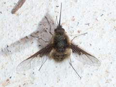 Bombylius