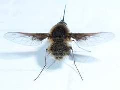 Bombylius