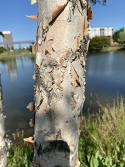 Betula nigra