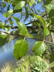 Betula nigra