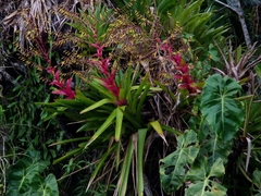 Vriesea philippocoburgi