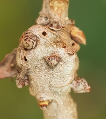 Neuroterus quercicola