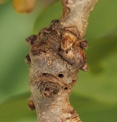 Neuroterus quercicola