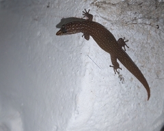 Sphaerodactylus argus