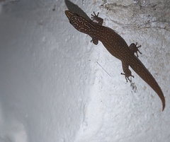 Sphaerodactylus argus