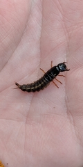 Staphylinidae