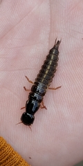 Staphylinidae