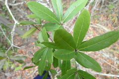 Rhoicissus digitata