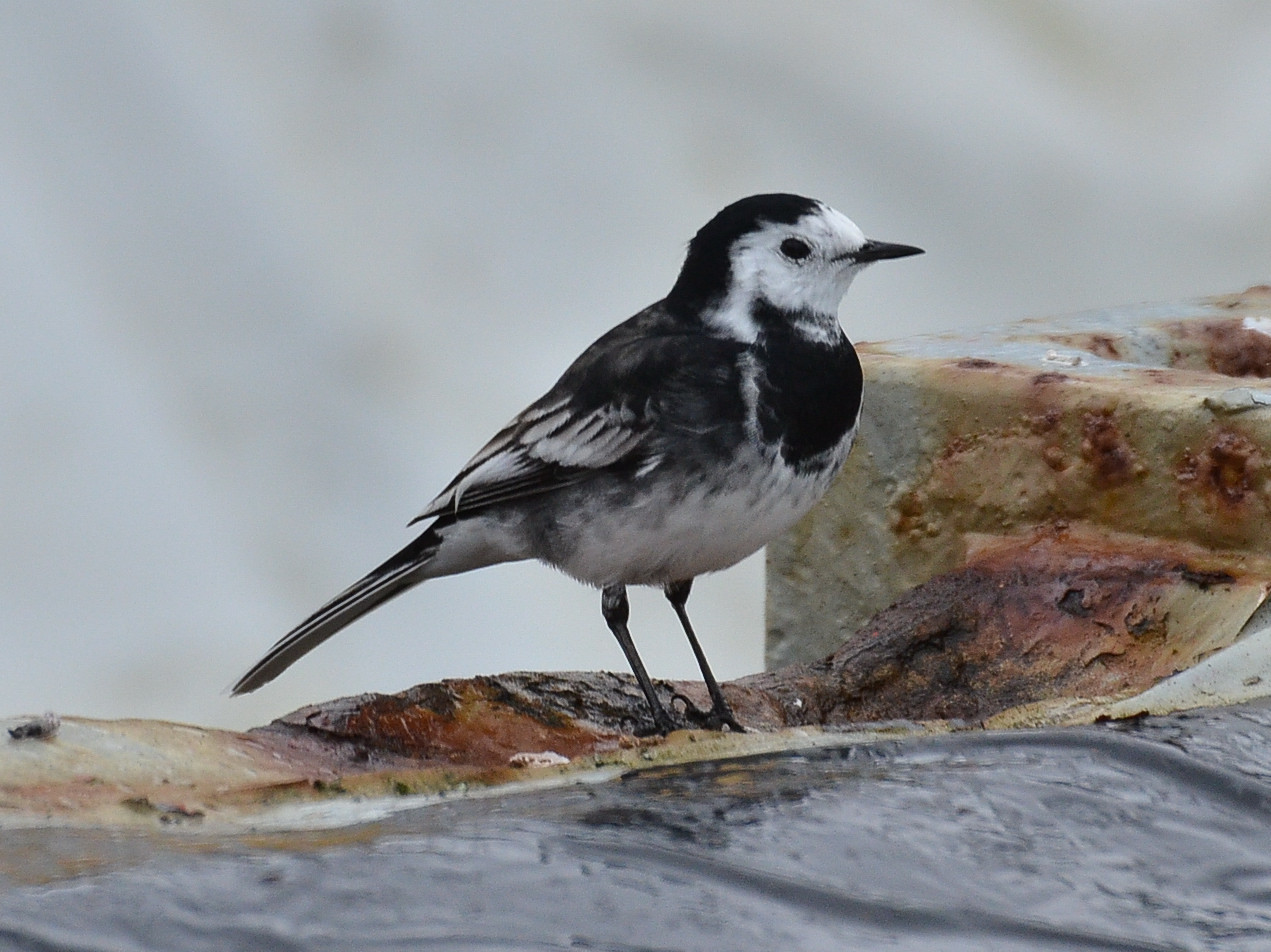 White Wagtail