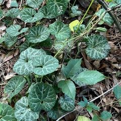 Aristolochia fimbriata
